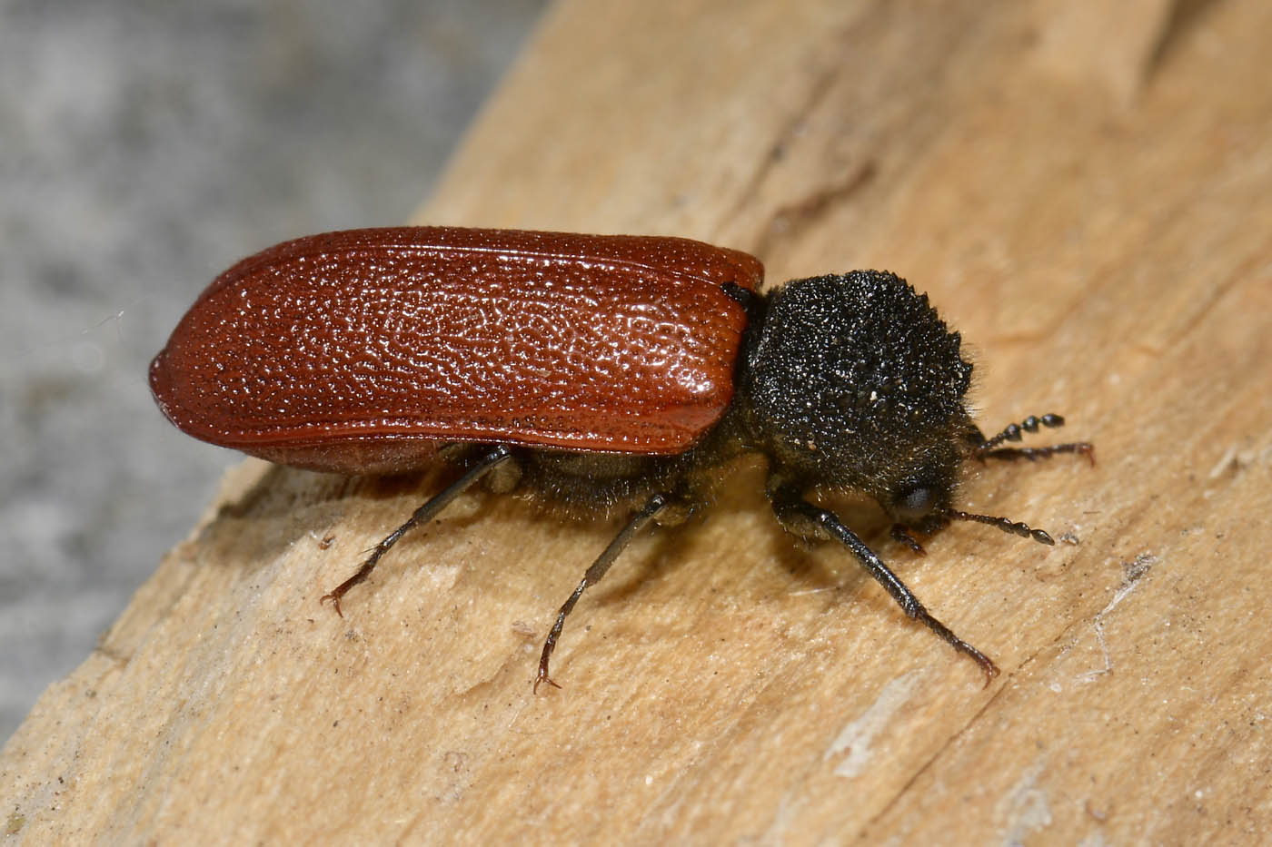 Bostrichidae: Bostrichus capucinus